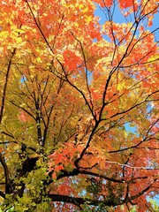 autumn outdoor park leaves trees fall colors trail