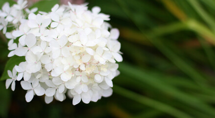 Pink hydrangea flowers on green background. Banner size with copy space. Nice background with flowers and empty space for text.