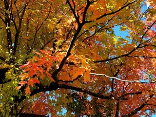 autumn outdoor park leaves trees fall colors trail