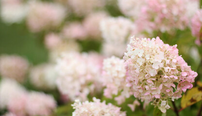 Pink hydrangea flowers on green background. Banner size with copy space. Nice background with flowers and empty space for text.