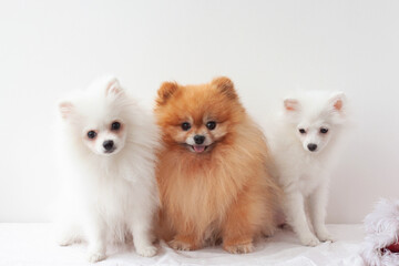 Fototapeta na wymiar Three small dogs on a white background, one adult Pomeranian fluffy, orange color and two white Pomeranian puppies