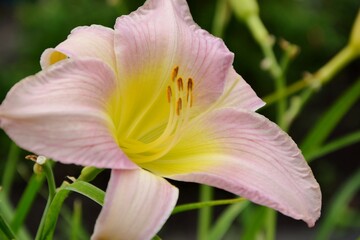 Fototapeta na wymiar Pink with yellow daylily in the garden in summer close-up