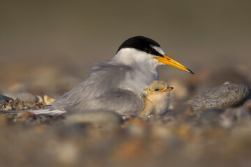Least Tern Mama and Chick At Nest On Nauset Beach In Eastham, MA On Cape Cod