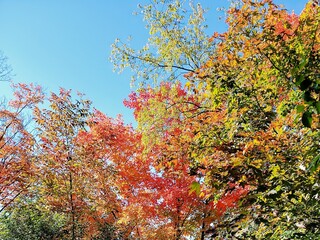 autumn outdoor park trees fall colors trail