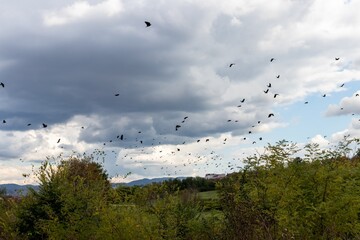 A large flock of jackdaws in the cloudy sky over the meadow