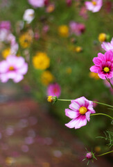 Cosmos flowers with green background. Pink and red cosmos flowers in a garden. Photo with copy space.