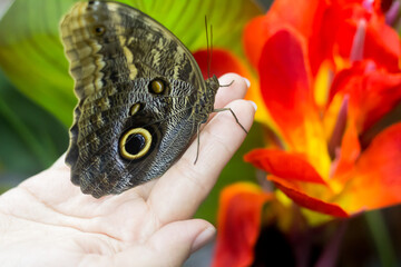 Fototapeta premium Owl butterfly on hand