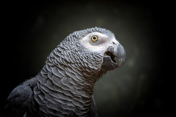 African timneh grey parrot or Congo grey parrot, Congo African grey parrot