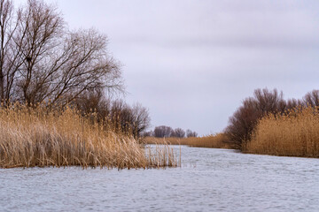 Landscape of Volga river delta water with cane