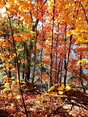 autumn outdoor park pond trees fall
