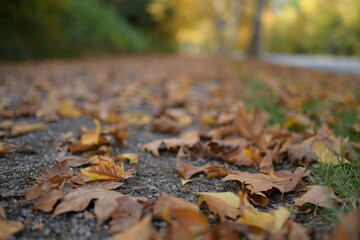getrocknete gelbe Blätter auf dem Boden
