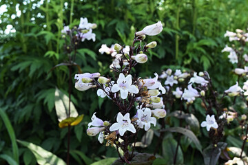 Penstemon digitalis © Miriam