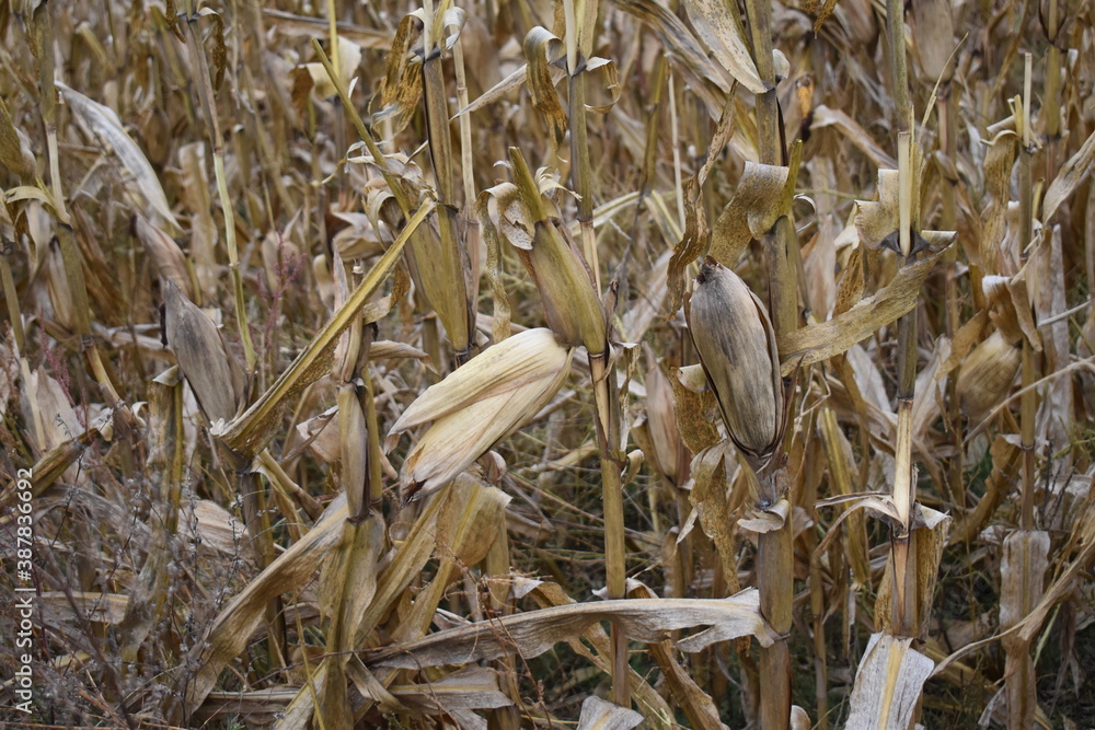 Wall mural corn field