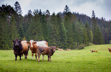 Fototapeta na wymiar Weide mit Kühen und Kuhfamilie Stier Kuh und Kalb im Vordergrung