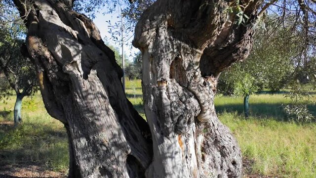 Tronco di oliveti secolari in campagna