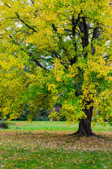 Frame filling view of a yelow maple tree surrounded by fallen leaves