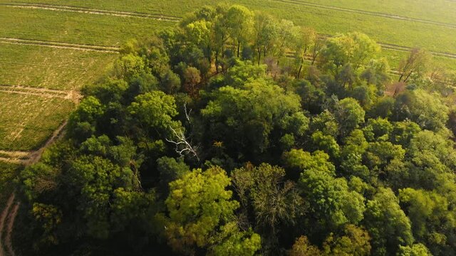 Beautiffull Autumn drone fly over the trees and fields