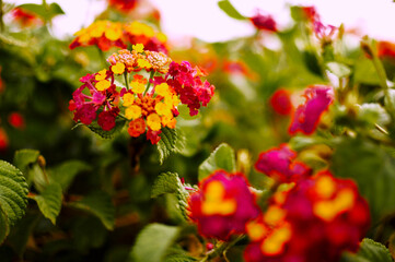 red and yellow flowers