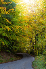 Herbstlicher Wald in bunten Farben mit Straße 