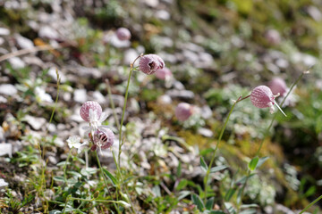 Fleurs de montagne