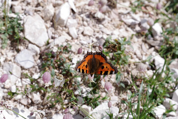 Papillon sur fleurs de montagnes