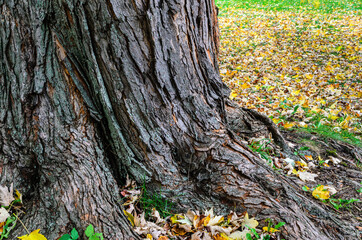 Obraz premium Close-up of a large maple tree trunk roots surrounded by leaves