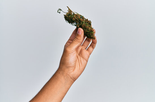 Hand of hispanic man holding marijuana bud cannabis over isolated white background.