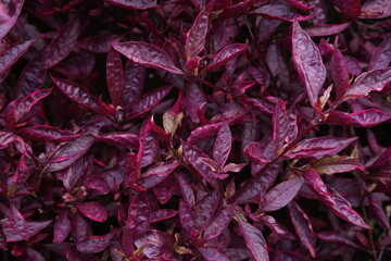 The textures of different plants from a garden in Vancouver