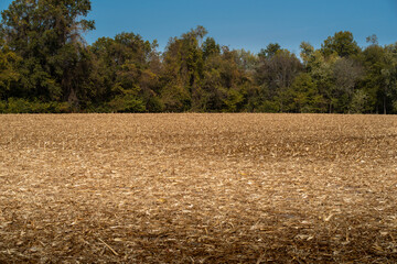 baren corn field with golden leaves and stalks on ground after annual harvesting with tree line and blue sky in background