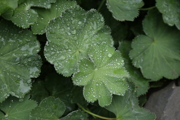 The textures of different plants from a garden in Vancouver