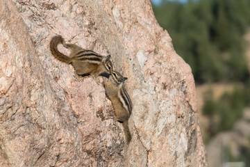 Chipmunks Kissing