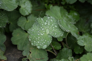 The textures of different plants from a garden in Vancouver