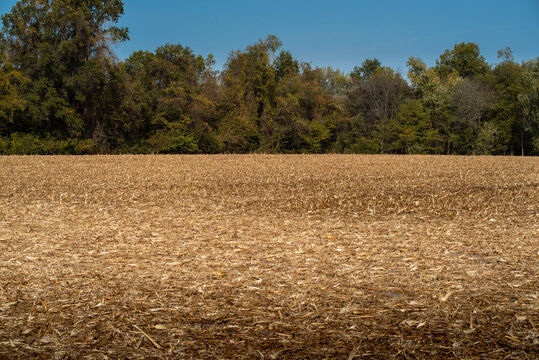 baren corn field with golden leaves and stalks on ground after annual harvesting with tree line and blue sky in background