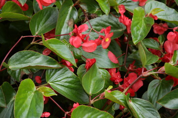 The textures of different plants from a garden in Vancouver