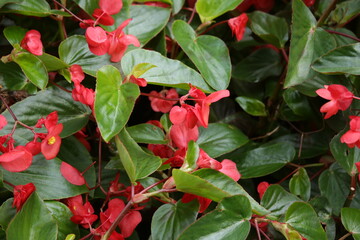 The textures of different plants from a garden in Vancouver