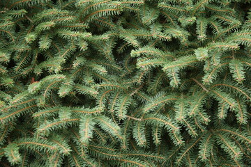 The textures of different plants from a garden in Vancouver