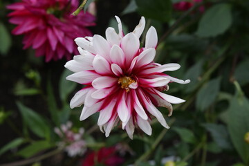 The textures of different plants from a garden in Vancouver