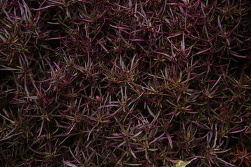 The textures of different plants from a garden in Vancouver