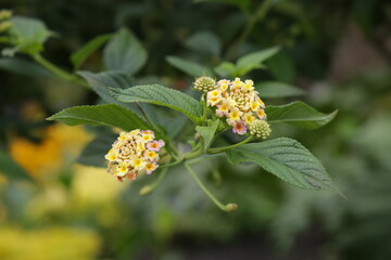 The textures of different plants from a garden in Vancouver