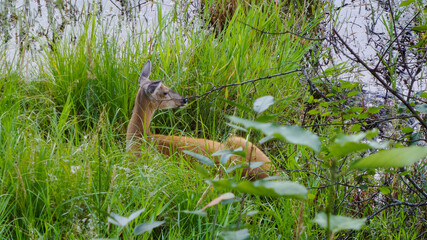 Deer in the grass by a pond