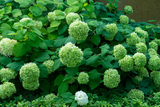 Close Up Of Green Flowers 