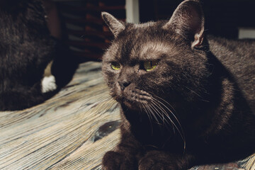 Cat lying on an floor. It is also an example of selective focus photography.