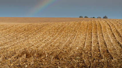 Rural farm field with rows of harvested corn stalks going in to distance over rolling hills with...