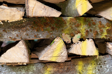 Herbstliche Landschaften im Wald und auf der Wiese, Pilze im Wald, Autumn landscapes in the forest...