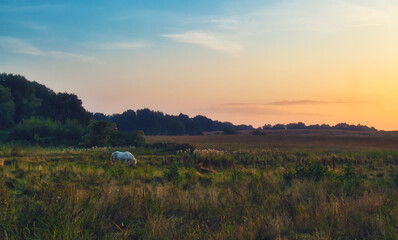 Fototapeta na wymiar white horse grazing in a field near ahrenshoop at the baltic sea