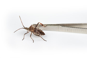 Cockroach bug on a white background