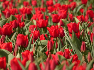 Close up of red tulips in bloom on tulip field, Trzcinisko, Poland