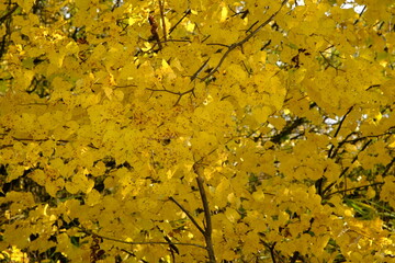 yellow leafs background