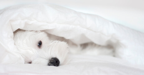 Sleeping white puppy under white blanket, sleeping Schnauzer. High quality photo