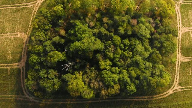 Beautiffull Autumn drone fly over the trees and fields